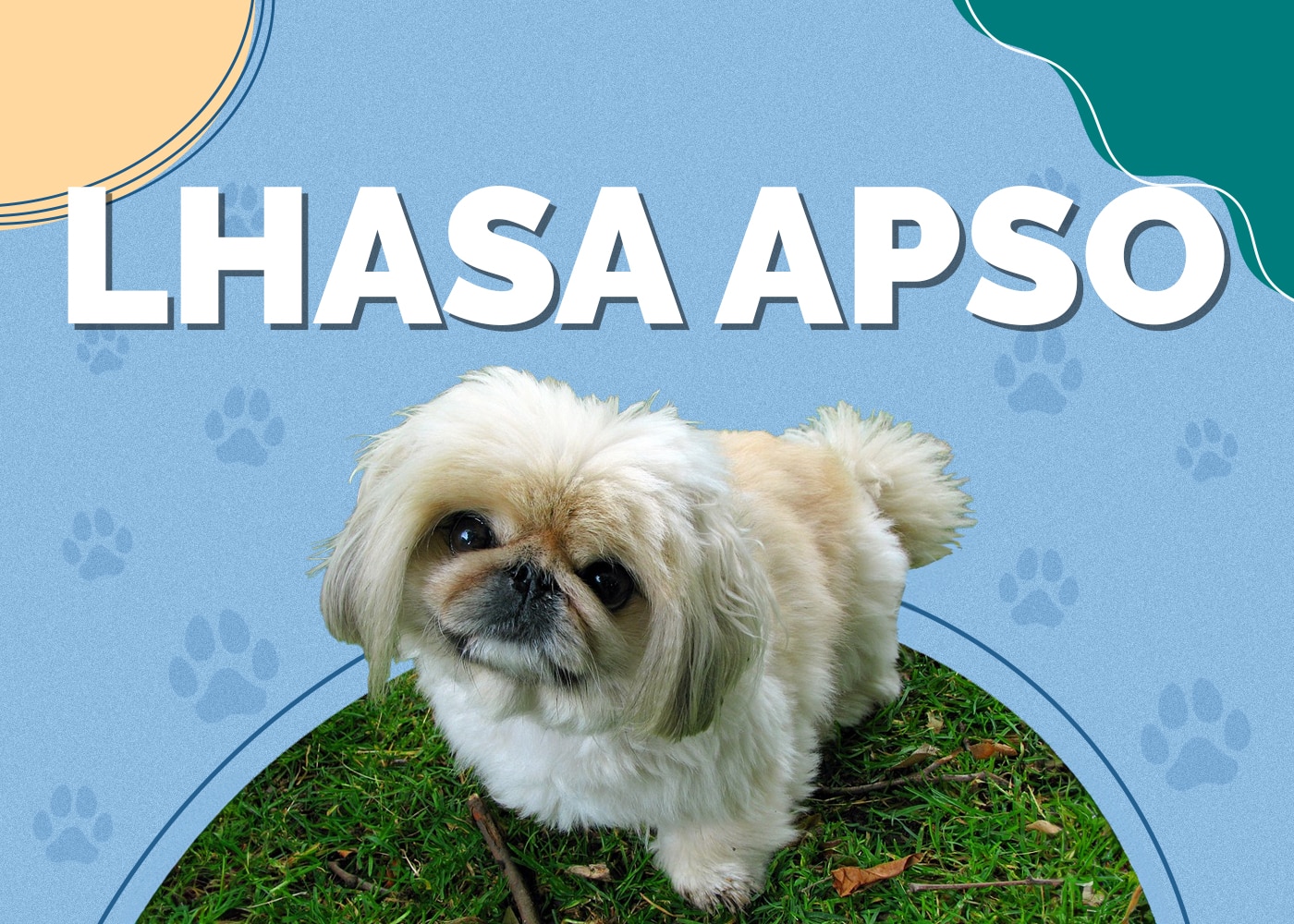 Lhasa Apso: Breed Info, Pictures, Puppies, Traits & Facts