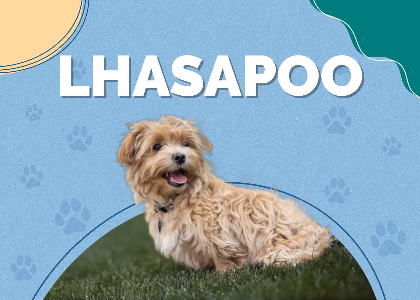Lhasapoo (Lhasa Apso & Poodle Mix): Info, Pictures, Care & More