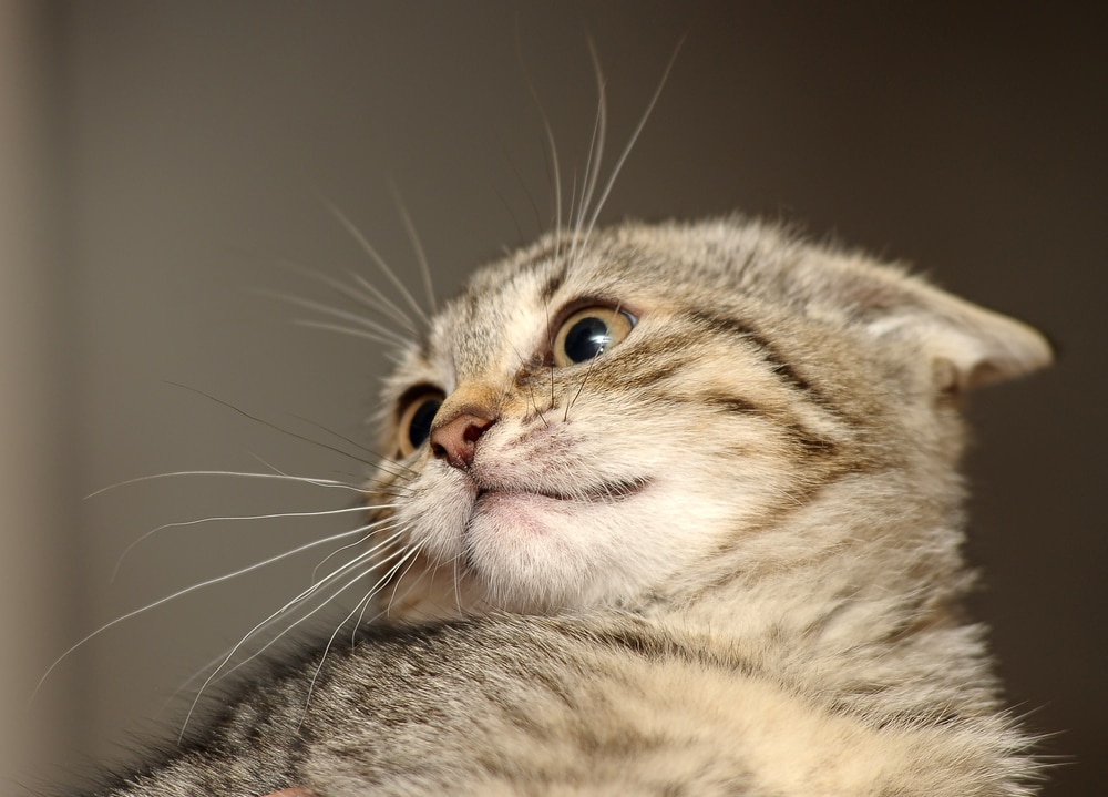 Why Do Cats Put Their Ears Back? 3 Possible Reasons (Vet Reviewed)