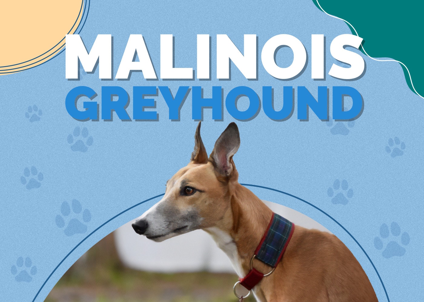 Malinois Greyhound (Belgian Malinois & Greyhound Mix): Info, Pictures & More