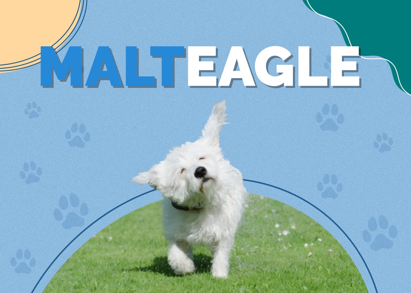 Malteagle (Beagle & Maltese Mix) Info, Pictures, Traits & More