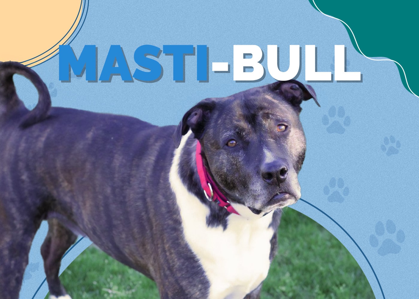 Masti-Bull (American Bulldog & Mastiff Mix): Info, Pictures, Traits