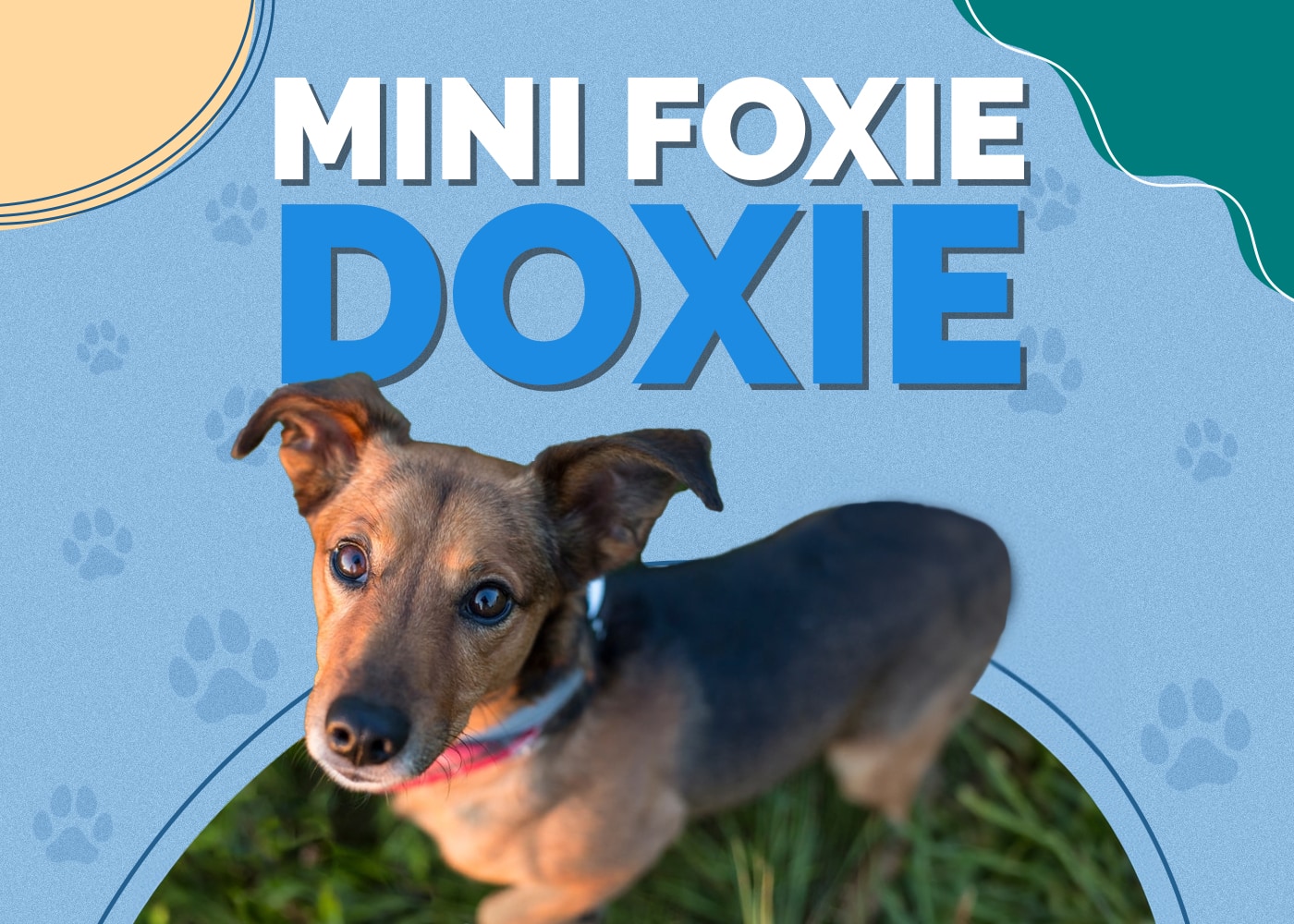 Mini Foxie Doxie (Mini Fox Terrier & Dachshund Mix) Pictures & Traits