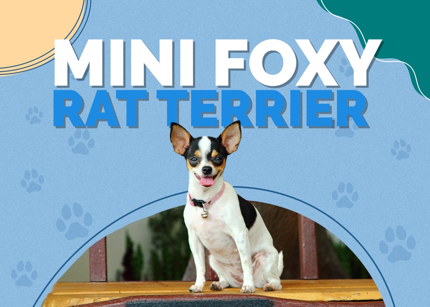 Mini Foxy Rat Terrier (American Rat Terrier & Mini Fox Terrier Mix): Info, Pictures & More