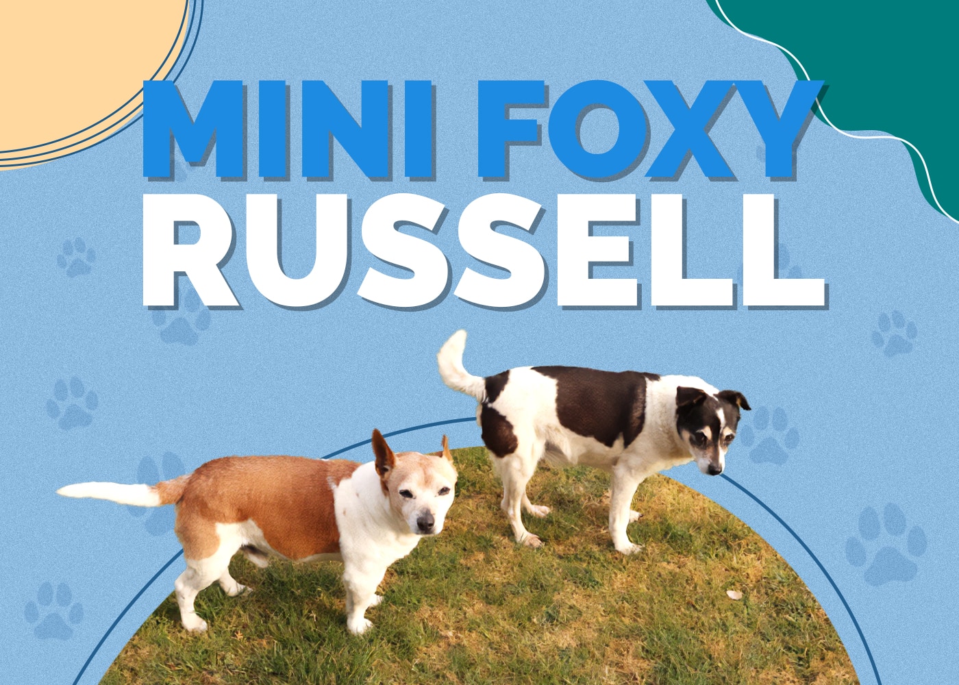 Mini Foxy Russell (Mini Fox Terrier & Jack Russell Terrier Mix) Dog Breed Info: Pictures, Traits & Facts