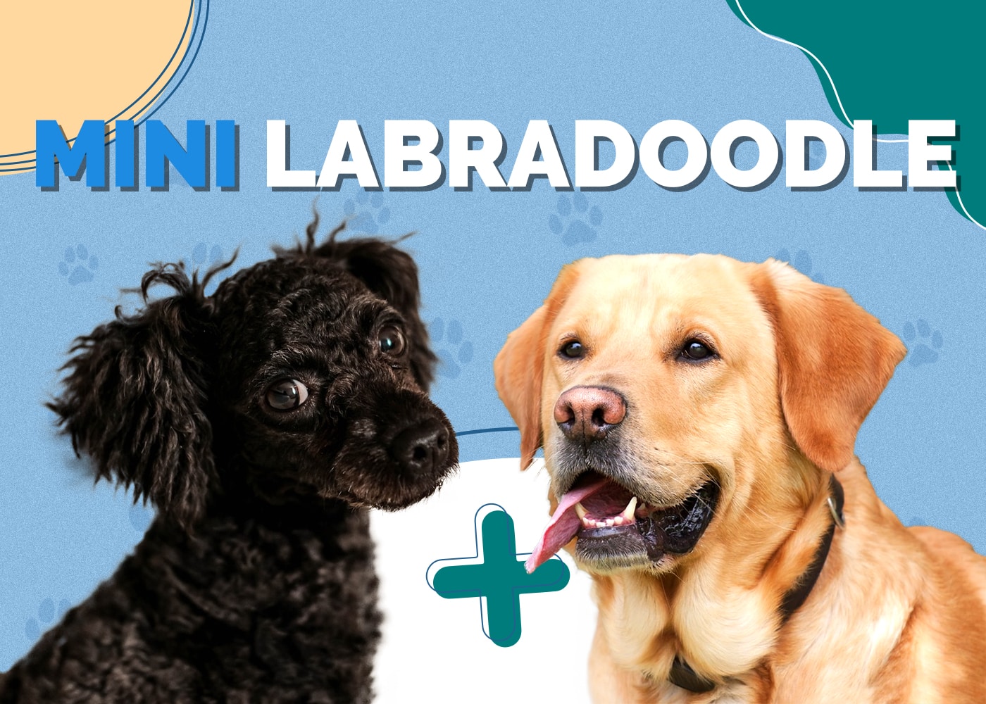 Mini Labradoodle (Toy Poodle & Labrador Retriever Mix): Info, Pictures, Facts