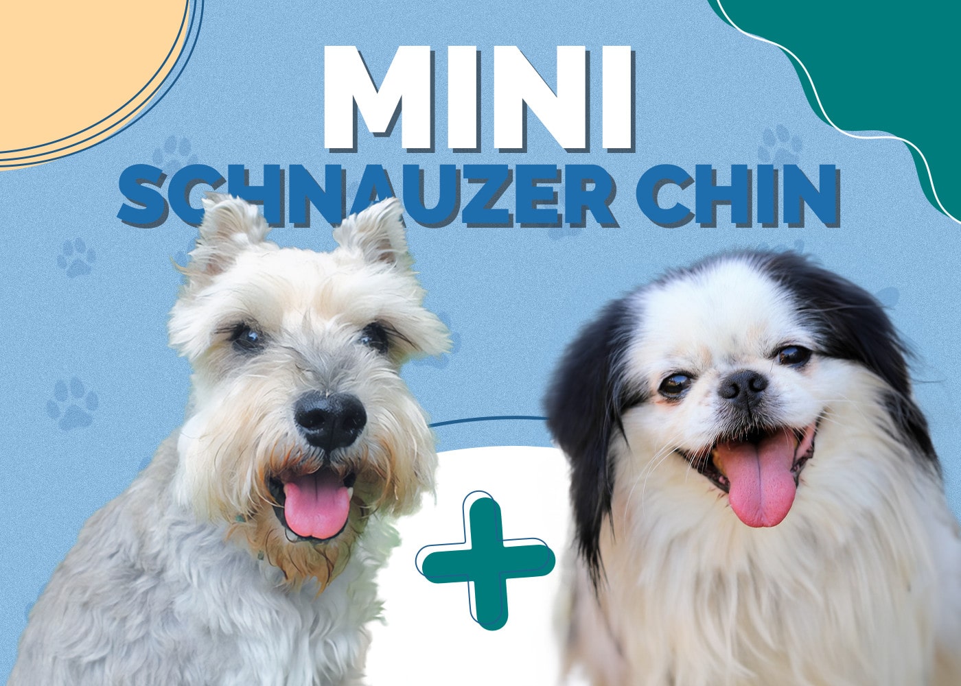 Mini Schnauzer Chin (Miniature Schnauzer & Japanese Chin Mix): Info, Pictures & More