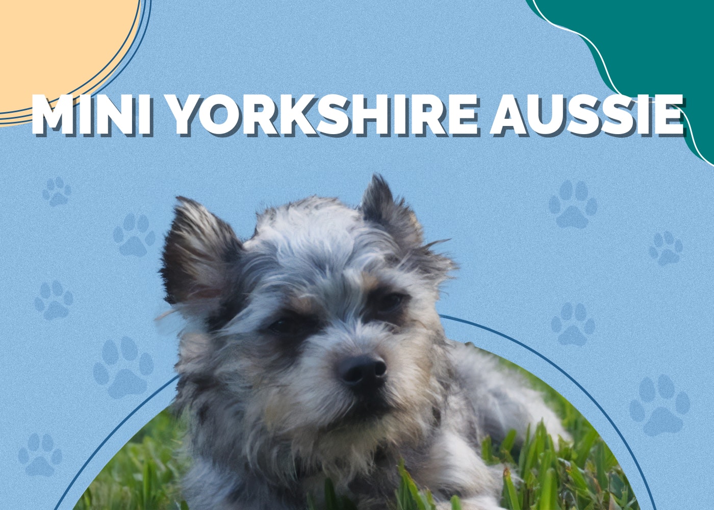 Mini Yorkshire Aussie (Yorkshire Terrier & Australian Shepherd Mix) Info, Pictures & More