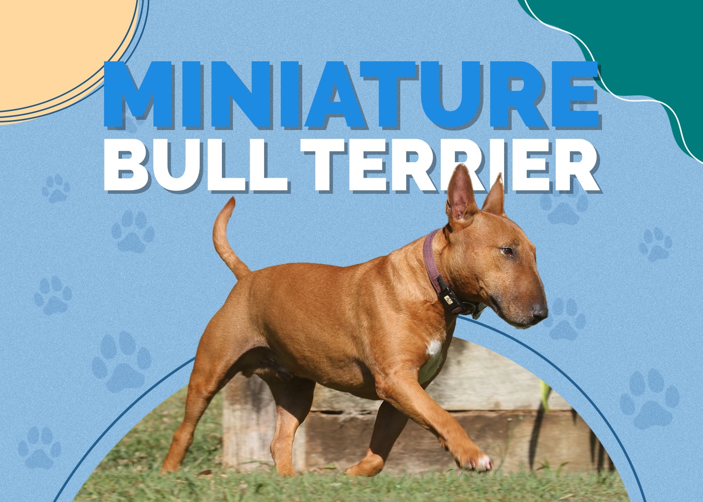 Miniature Bull Terrier Dog Breed Info: Pictures, Personality & Facts