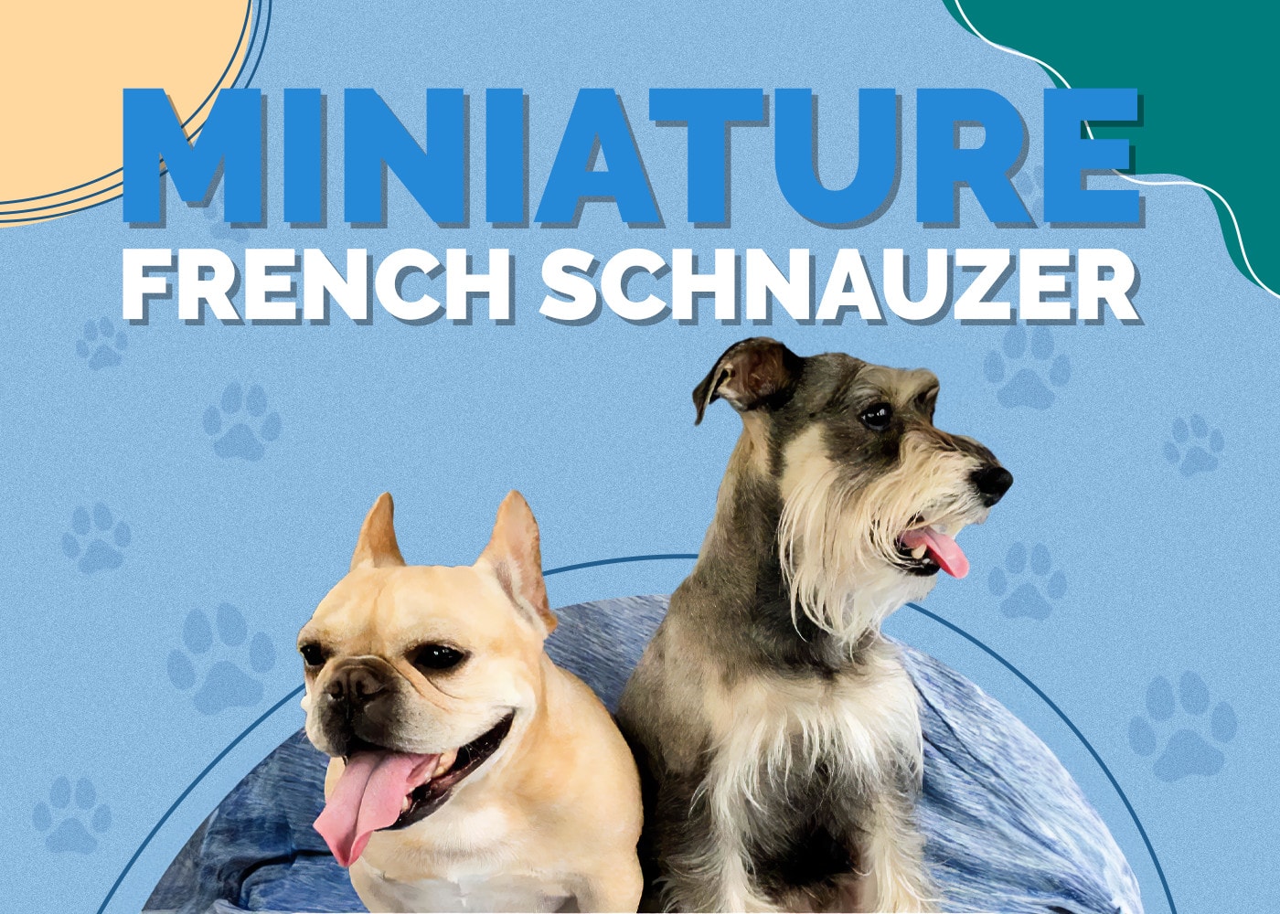 Miniature French Schnauzer Dog Breed Info: Pictures, Traits & Facts