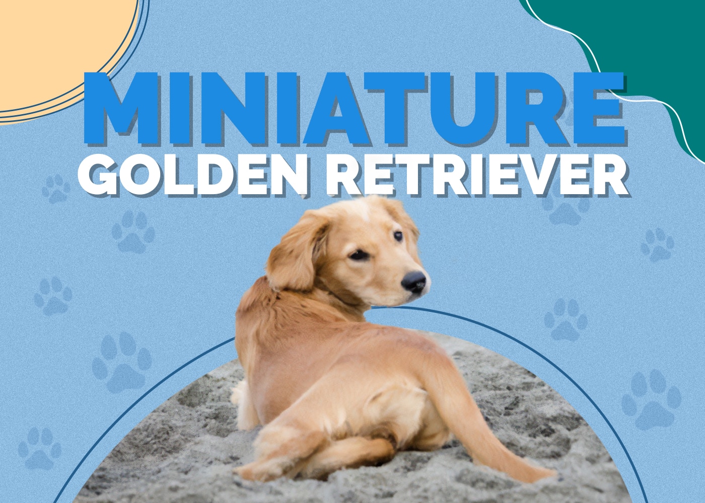 Miniature Golden Retriever Breed: Info, Pictures, Puppies, Traits & Facts