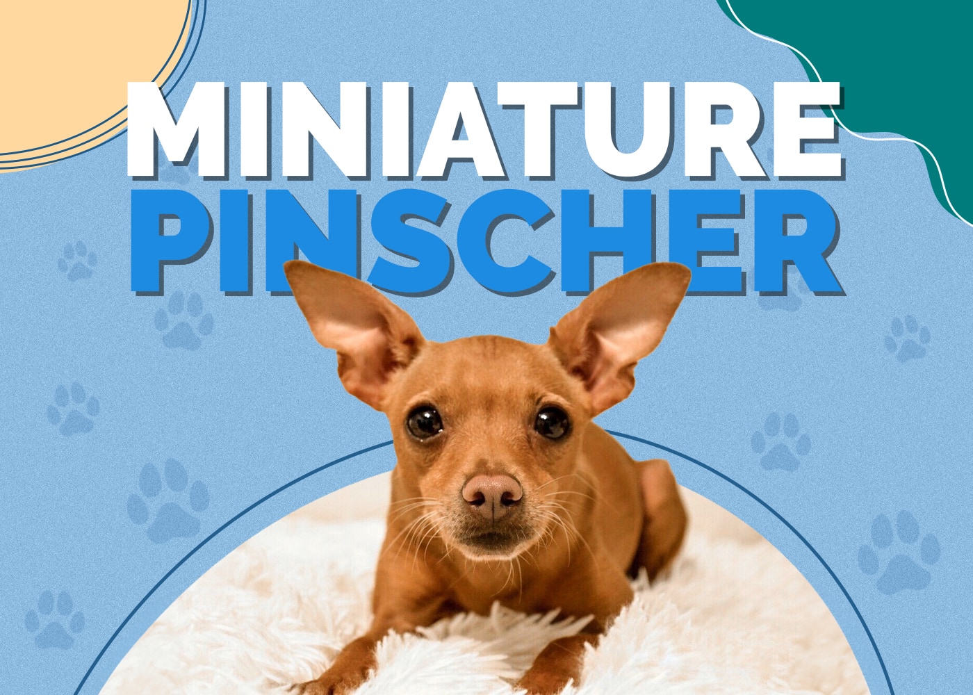 Miniature Pinscher Dog