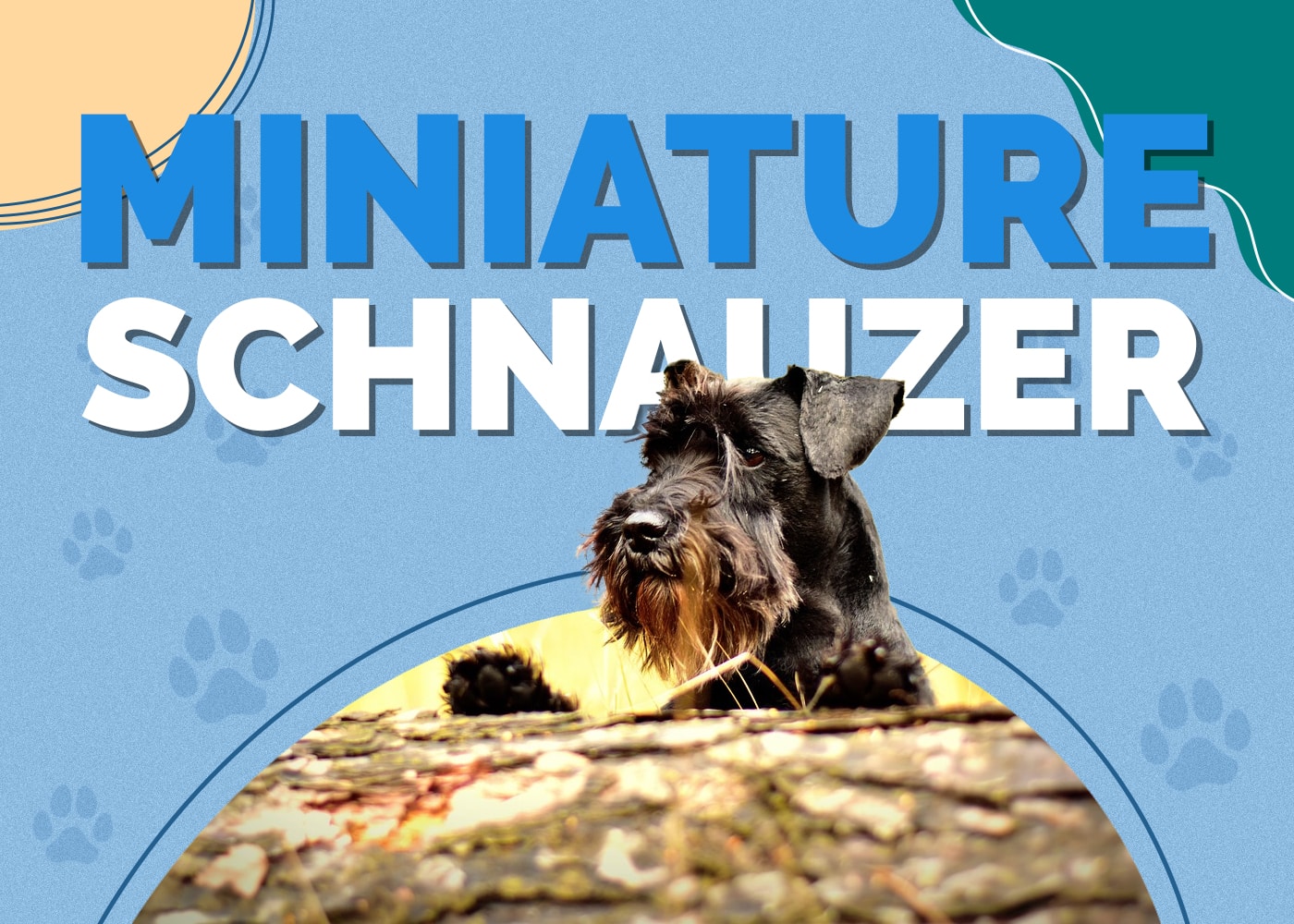 Miniature Schnauzer Dog Breed: Info, Pictures, Traits & Facts