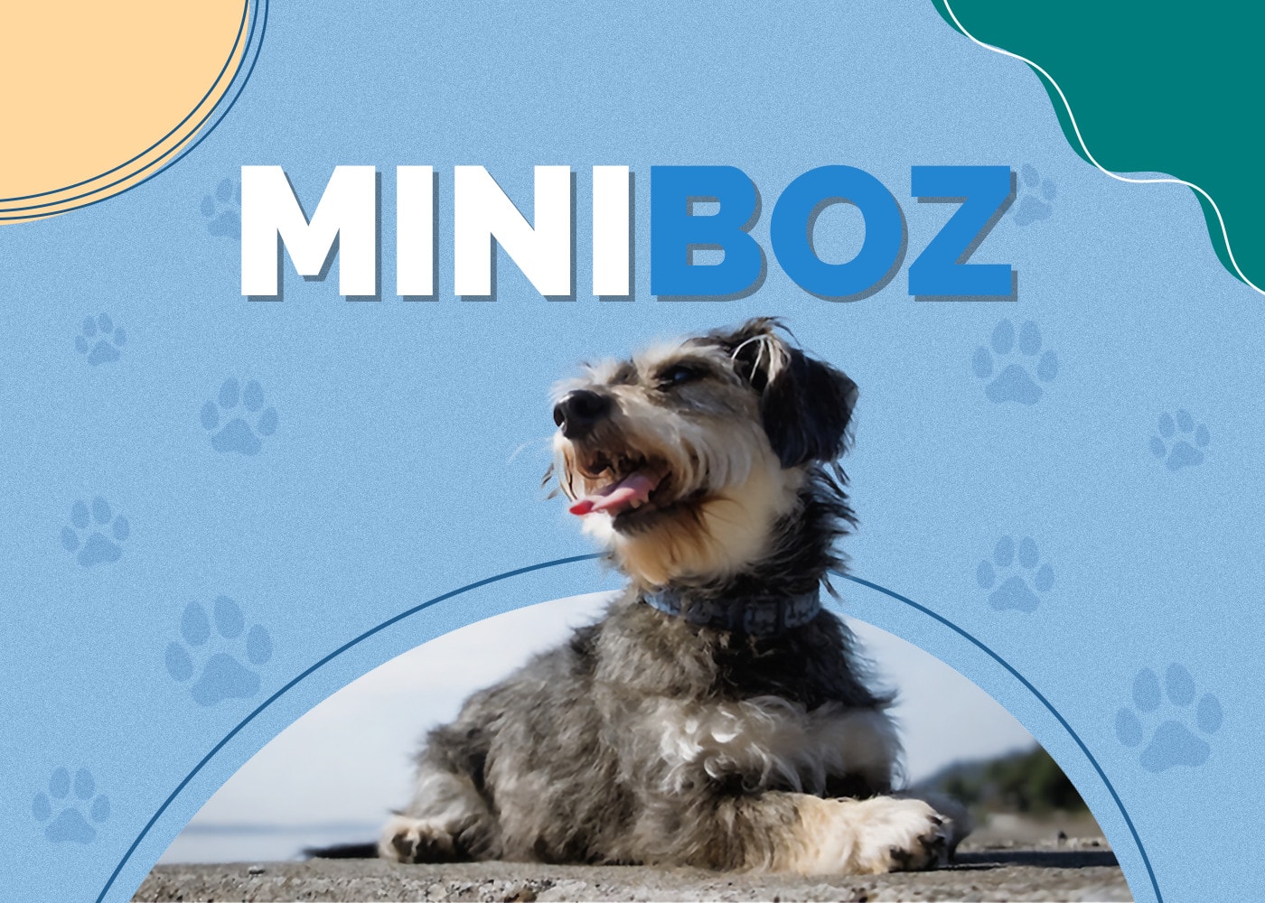 Miniboz (Boston Terrier & Mini Schnauzer Mix): Info, Pictures, Facts