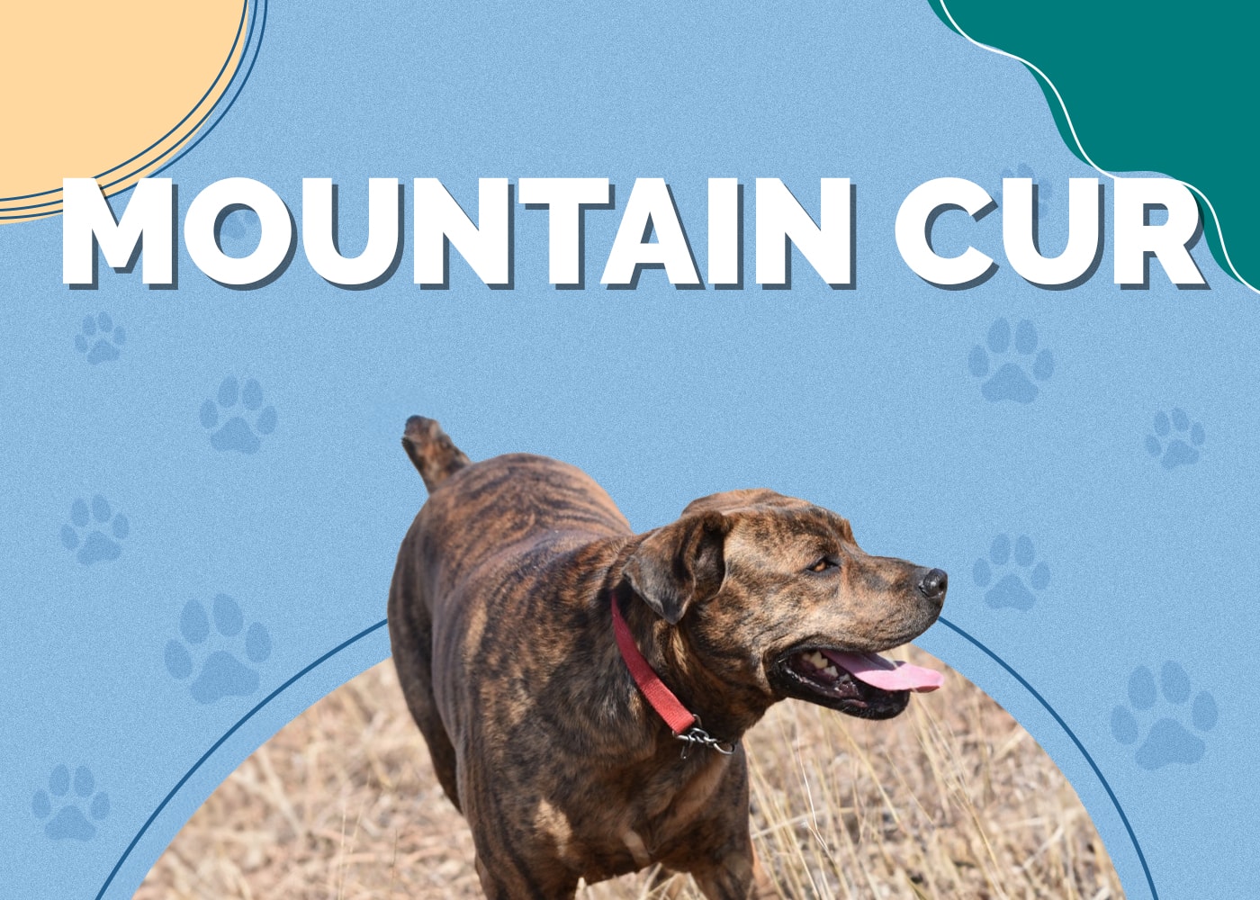Mountain Cur Dog Breed Info, Pictures, Facts & Traits