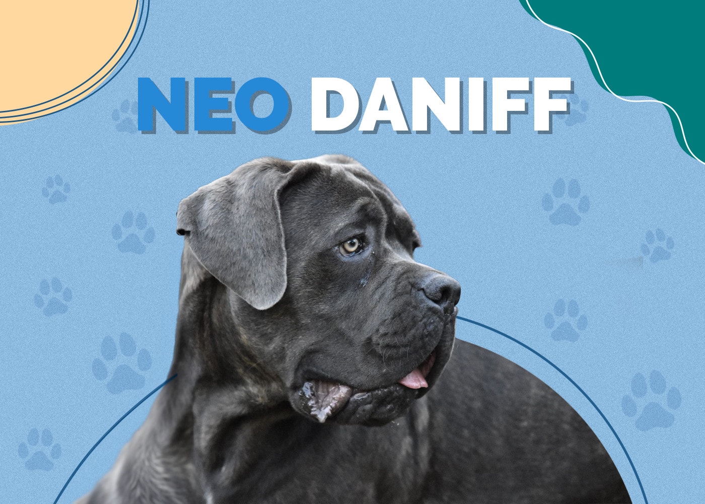 Neo Daniff (Neapolitan Mastiff & Great Dane Mix) Info, Pictures, Facts & Care