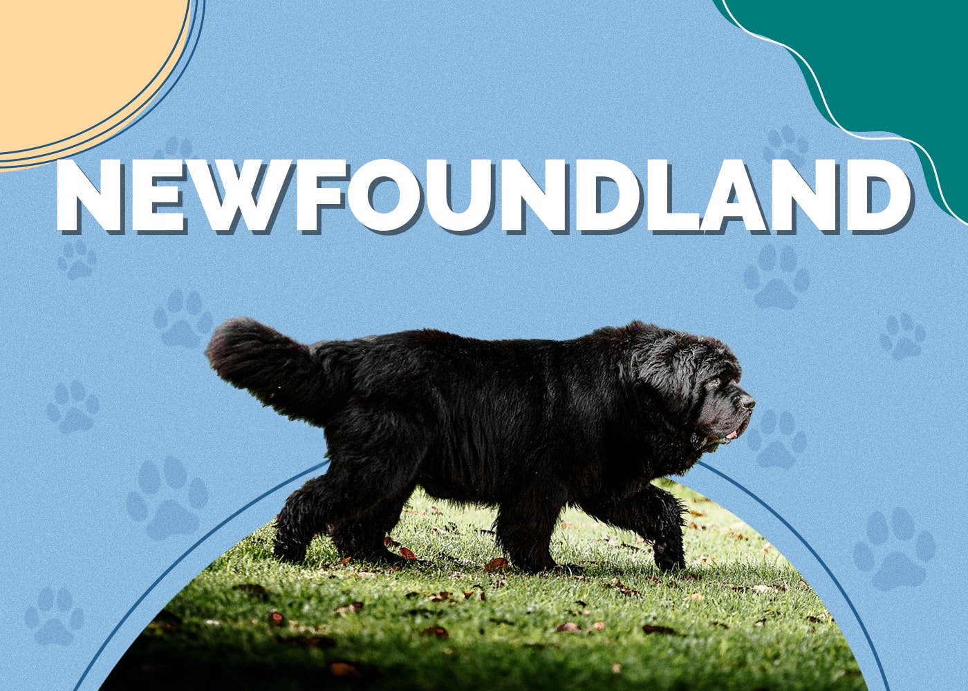 Newfoundland Dog Breed Info, Pictures, Traits