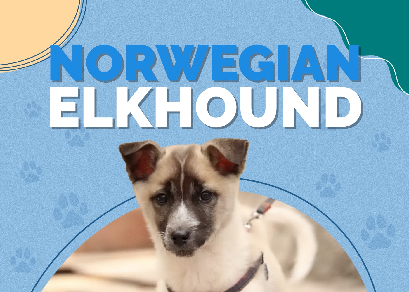 Norwegian Elkhound Dog Breed: Info, Pictures, Traits & More