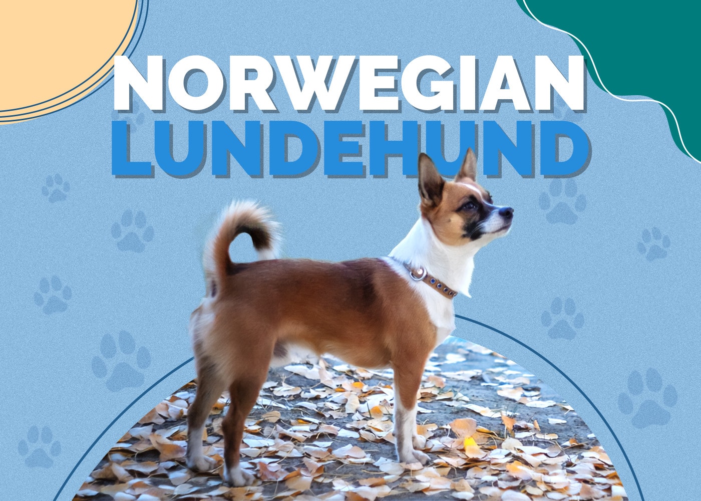 Norwegian Lundehund Dog Breed: Info, Pictures, Care & More