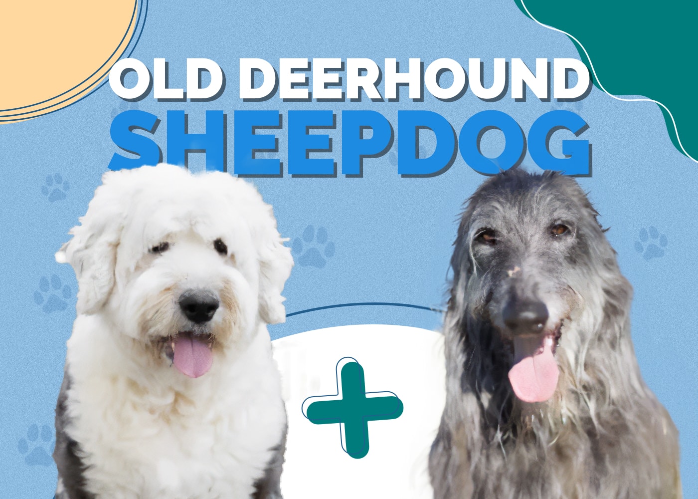 Old Deerhound Sheepdog Breed Info: Pictures, Traits, & Facts