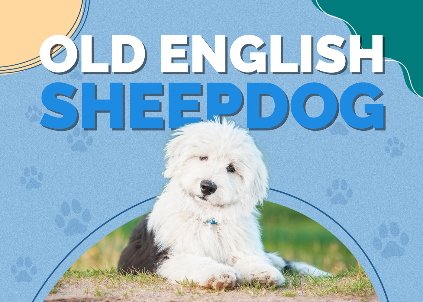 Old English Sheepdog Breed Info, Pictures, Traits & Facts