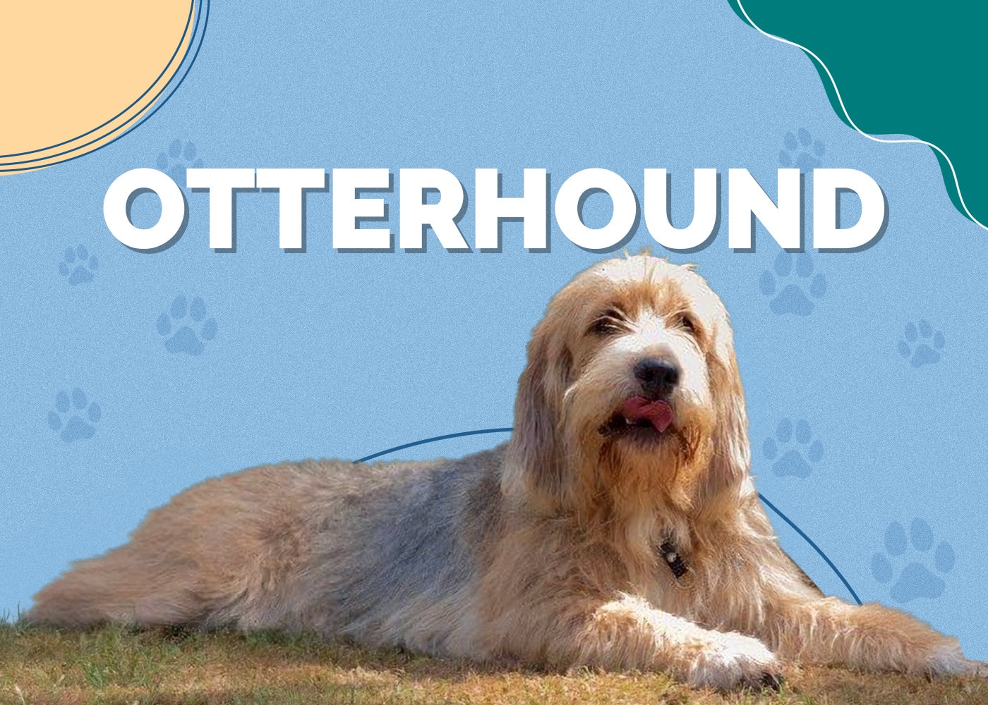 Otterhound | Dog Breed Info: Pictures, Characteristics, Facts, Puppies