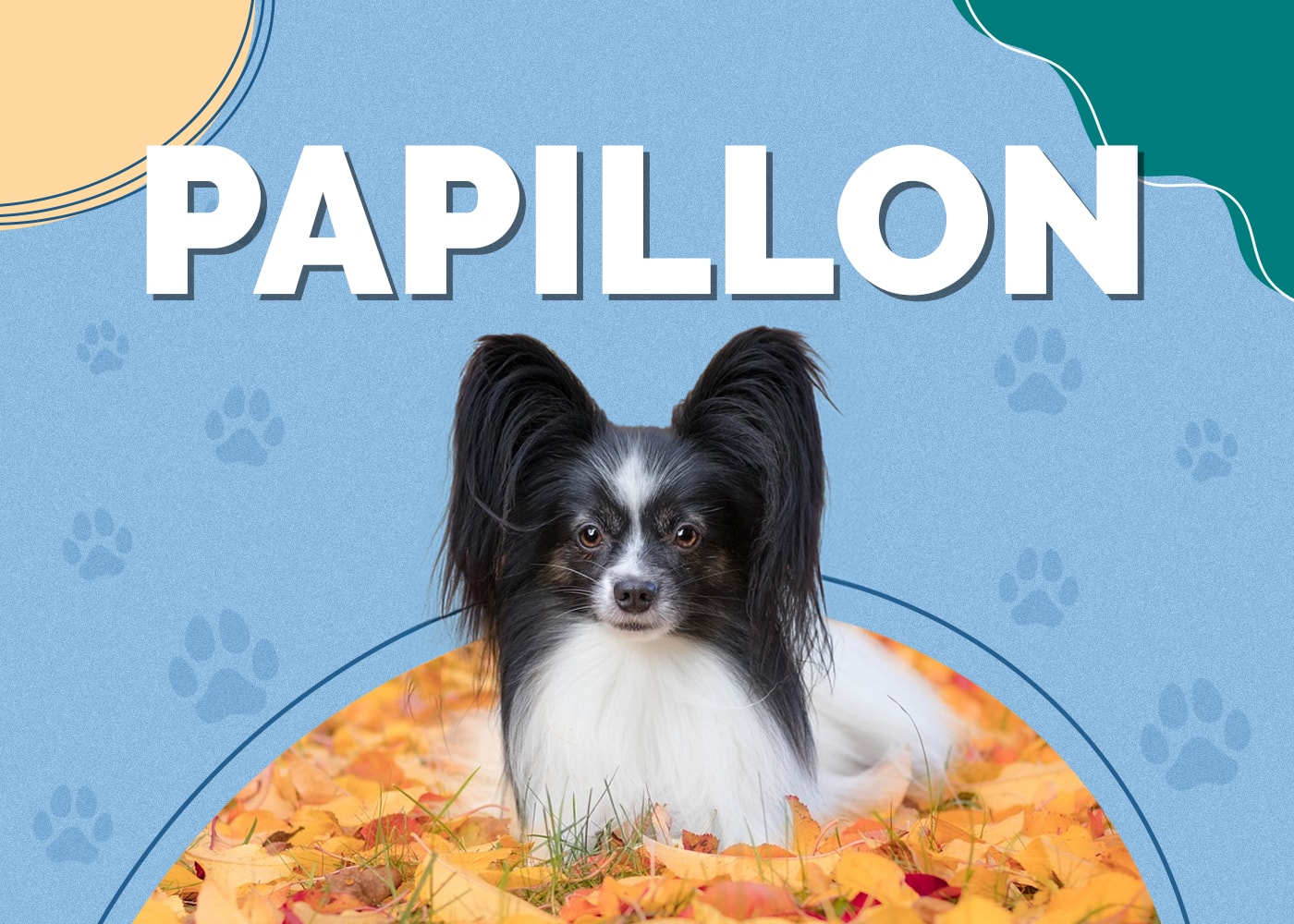 Papillon Dog Breed: Info, Pictures, Traits, Facts & Temperament
