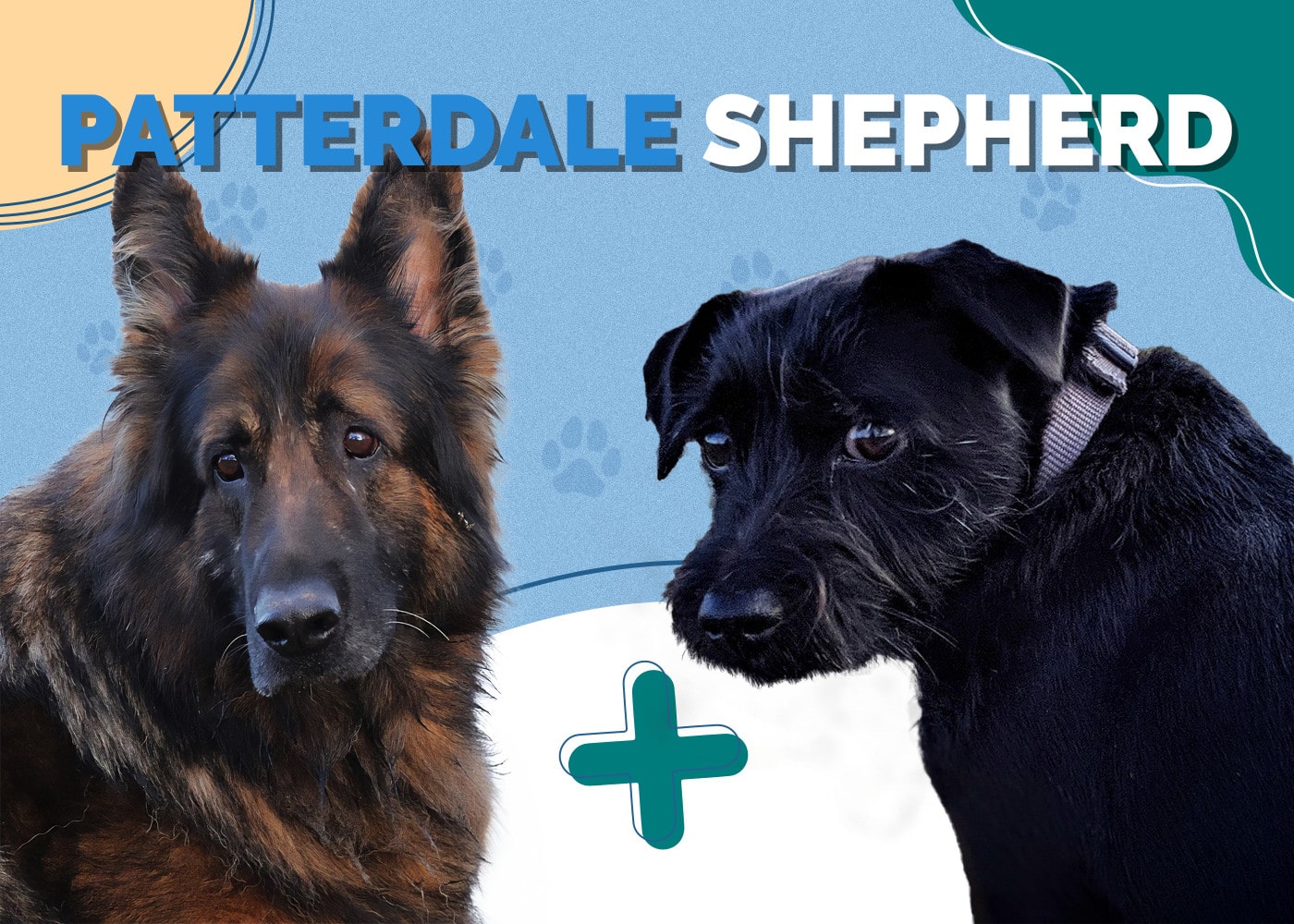 Patterdale Shepherd (Patterdale Terrier & German Shepherd Mix) Dog Breed Info: Pictures, Personality & Facts