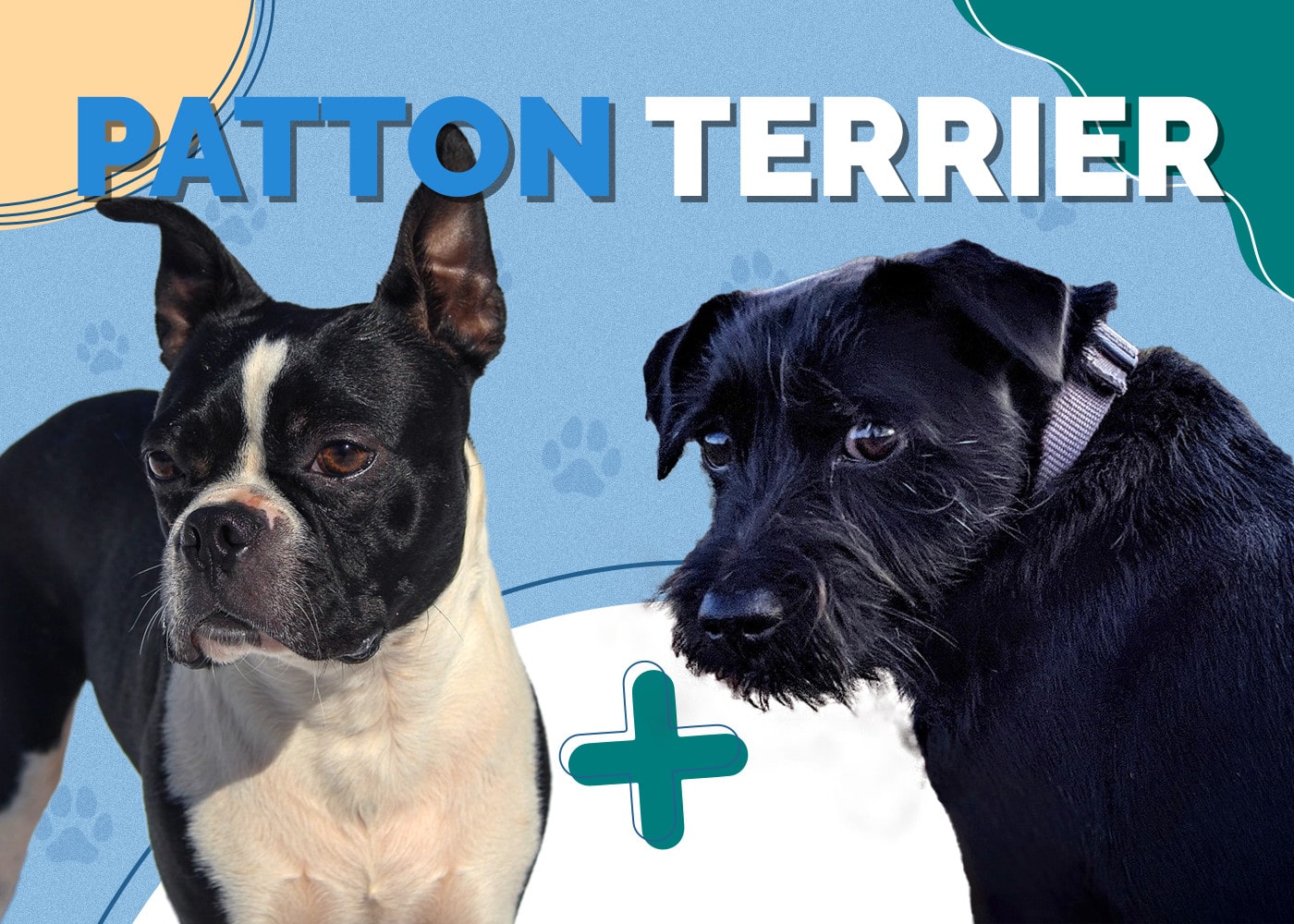 Patton Terrier (Boston Terrier & Patterdale Terrier Mix): Info, Pictures & More