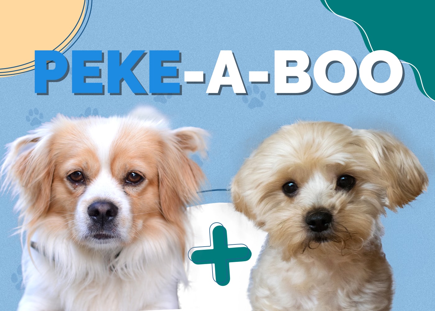 Peke-A-Boo (Pekingese & Bolognese Mix): Info, Pictures, Facts