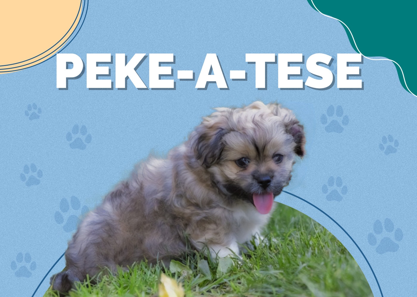 Peke-A-Tese (Maltese & Pekingese Mix): Info, Pictures, Traits