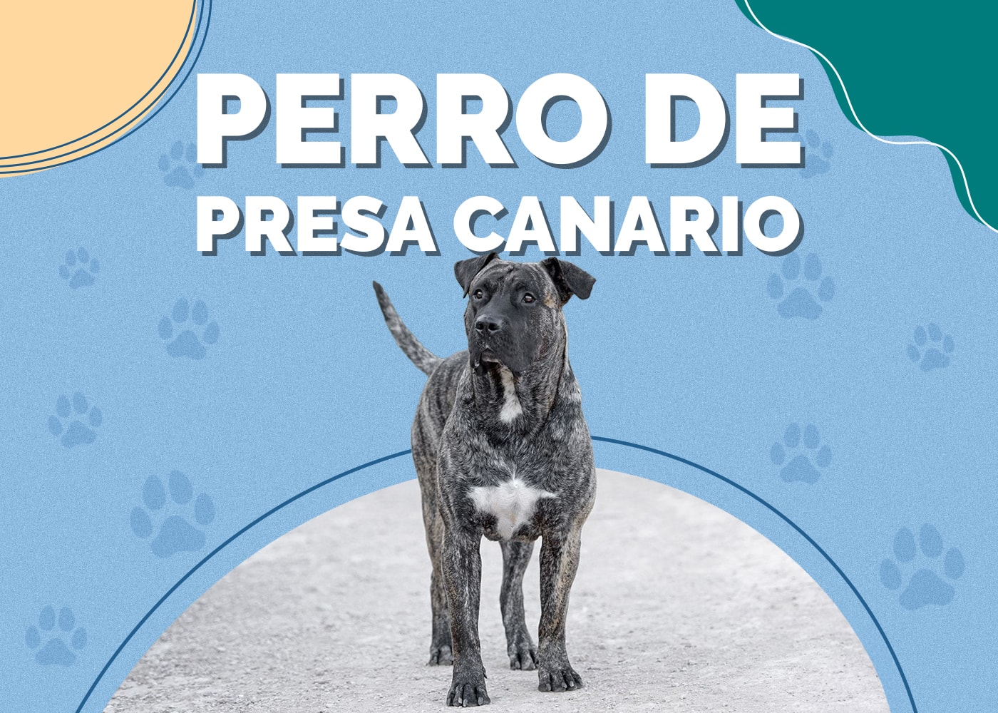 Perro de Presa Canario Dog Breed Info: Pictures, Traits & Facts