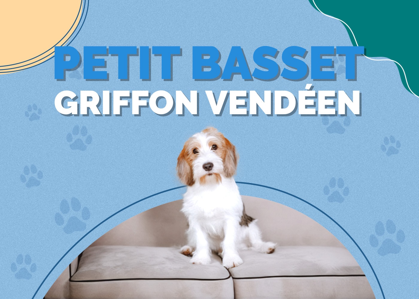 Petit Basset Griffon Vendéen | Dog Breed Info: Pictures, Traits & Facts