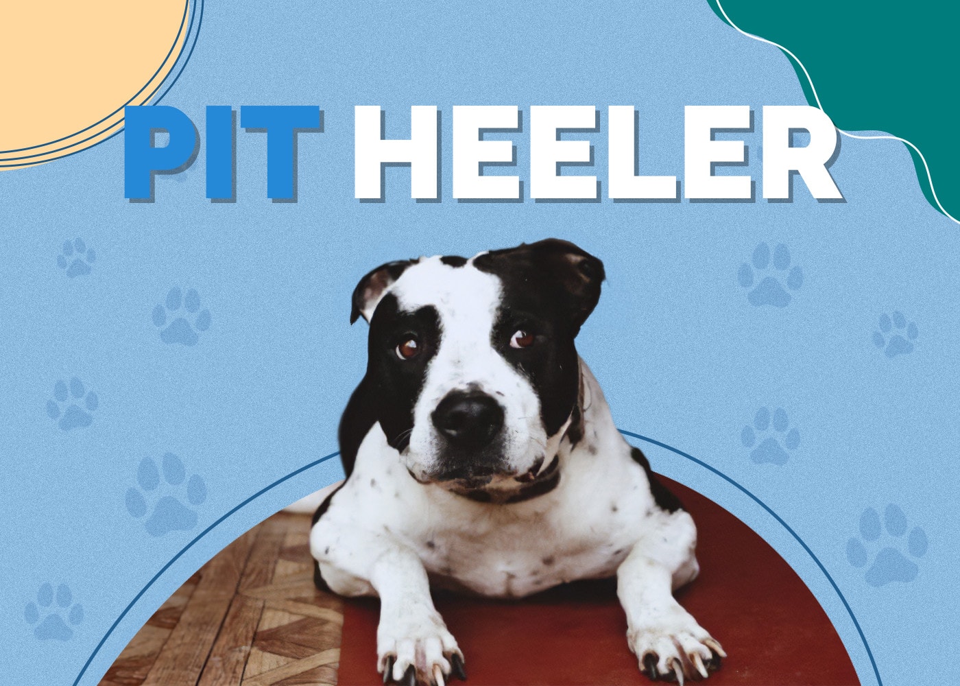 Pit Heeler (American Pitbull Terrier & Blue Heeler Mix): Info, Pictures & More