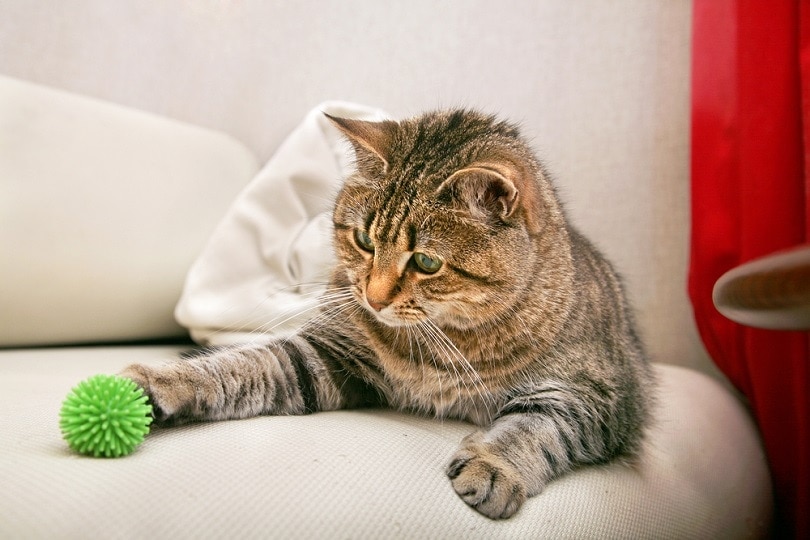 How To Provide Mental Stimulation for Cats: 13 Options