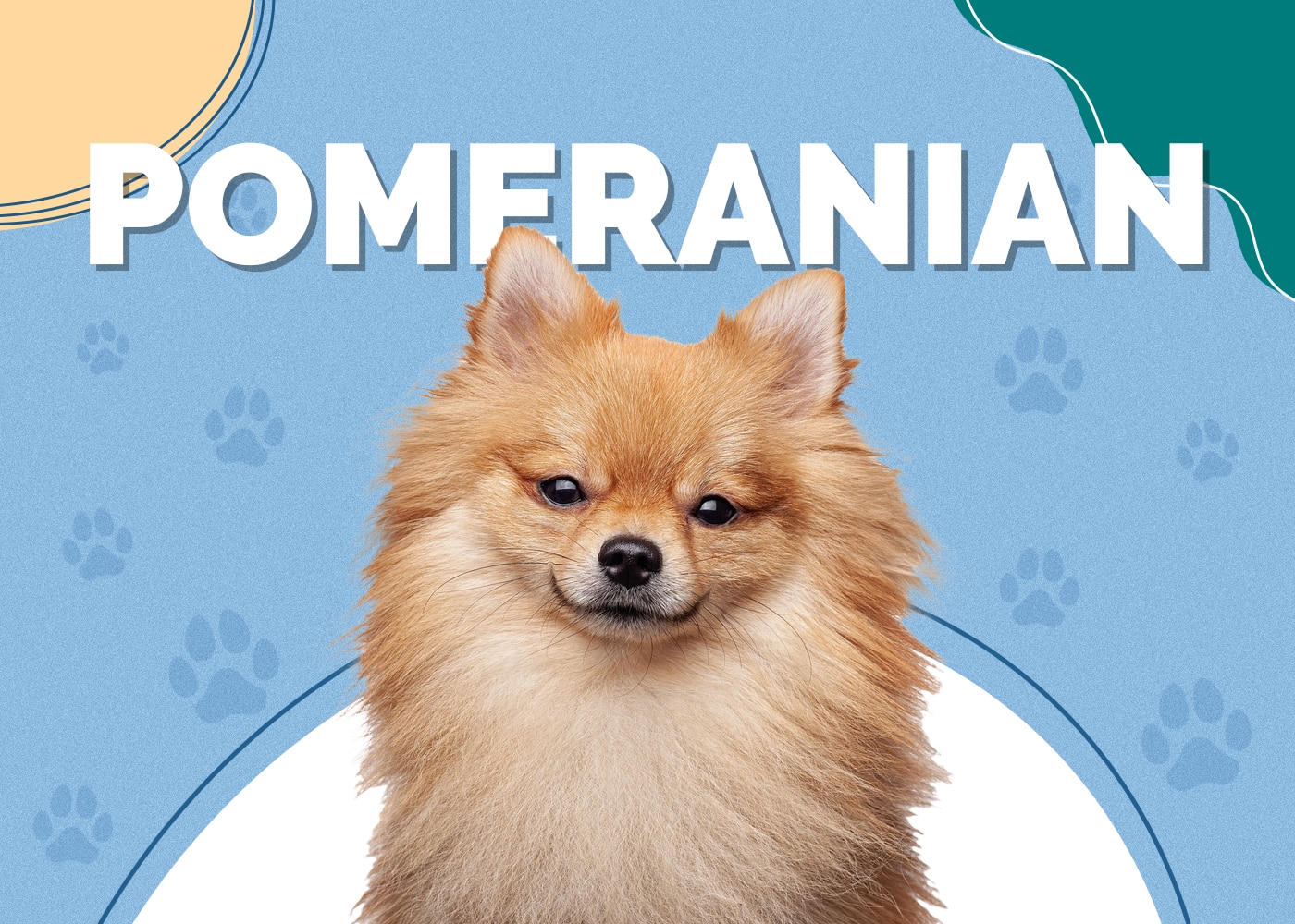 Pomeranian Dog Breed: Info, Pictures, Characteristics & Facts