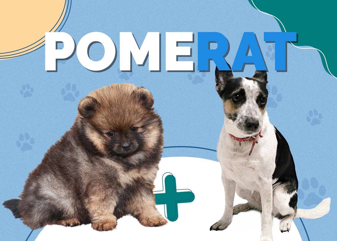 Pomerat (Pomeranian & Rat Terrier Mix) Info, Pictures, Traits & Facts