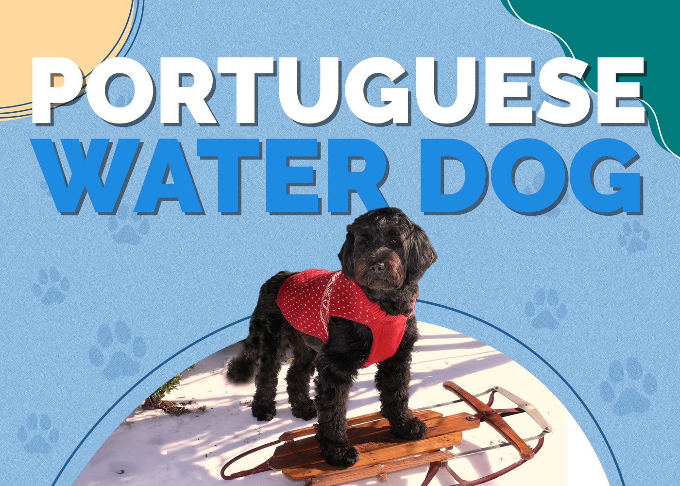 Portuguese Water Dog Breed Info: Pictures, Traits & Facts