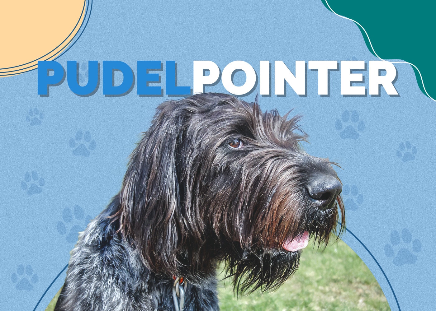 Pudelpointer Mixed Breed: Info, Pictures, Care & More