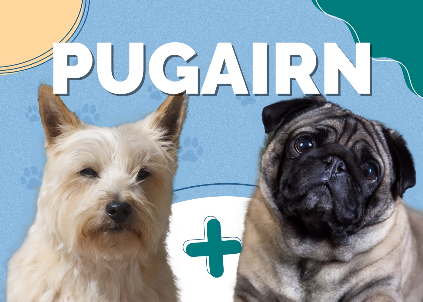 Pugairn (Cairn Terrier & Pug Mix) Info, Pictures and Traits