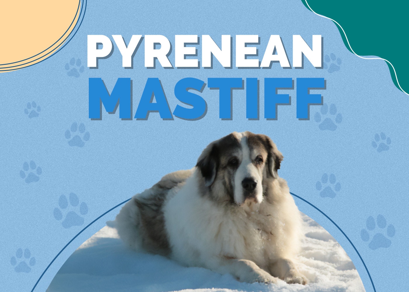 Pyrenean Mastiff Dog Breed: Info Pictures, Traits & More