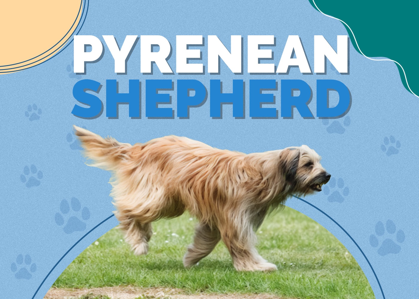 Pyrenean Shepherd Dog Breed: Info, Pictures, Care & More