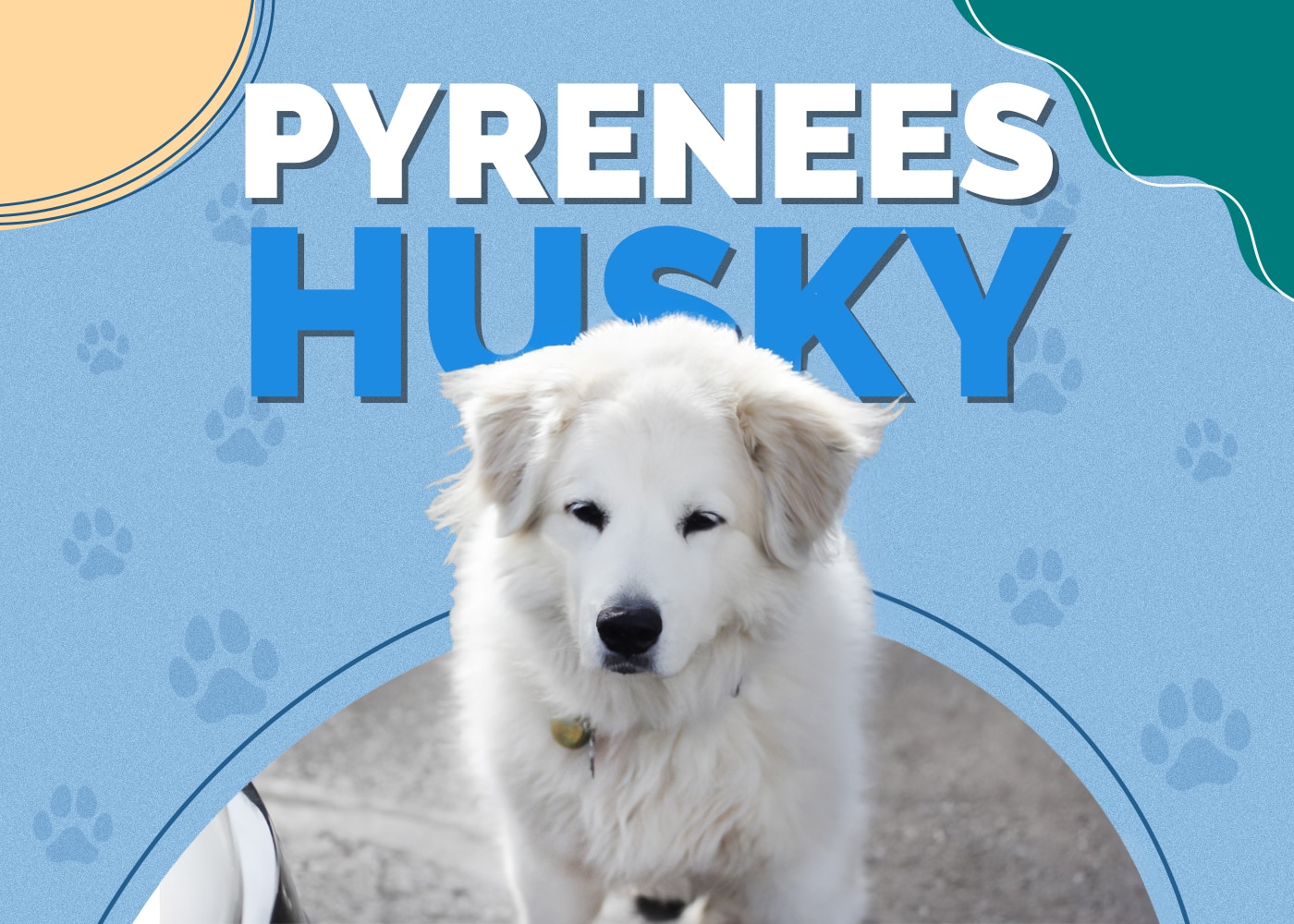 Pyrenees Husky (Great Pyrenees & Husky Mix): Info, Pictures, Traits