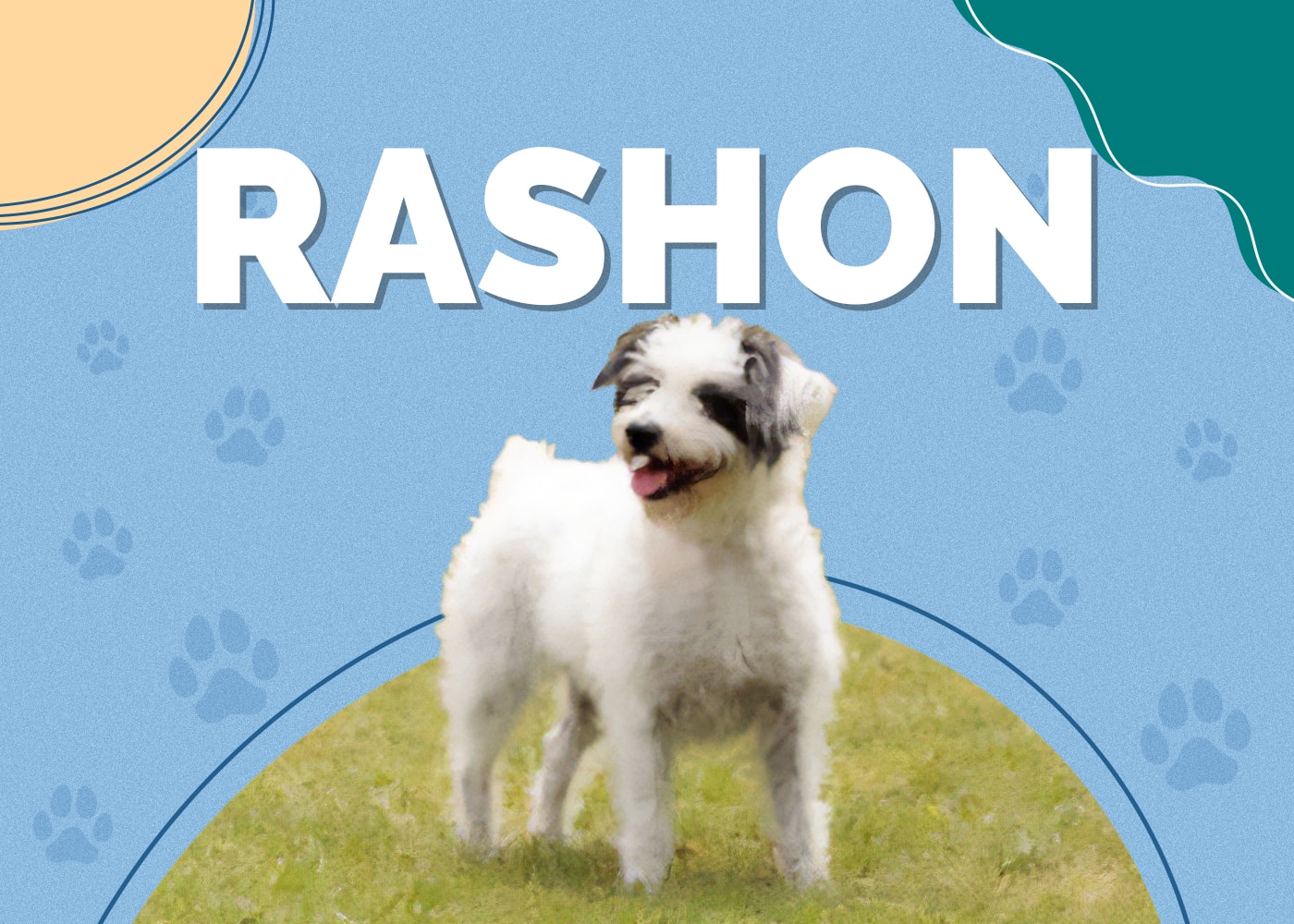 Rashon (Rat Terrier & Bichon Frise Mix): Info, Pictures, Personality & Facts