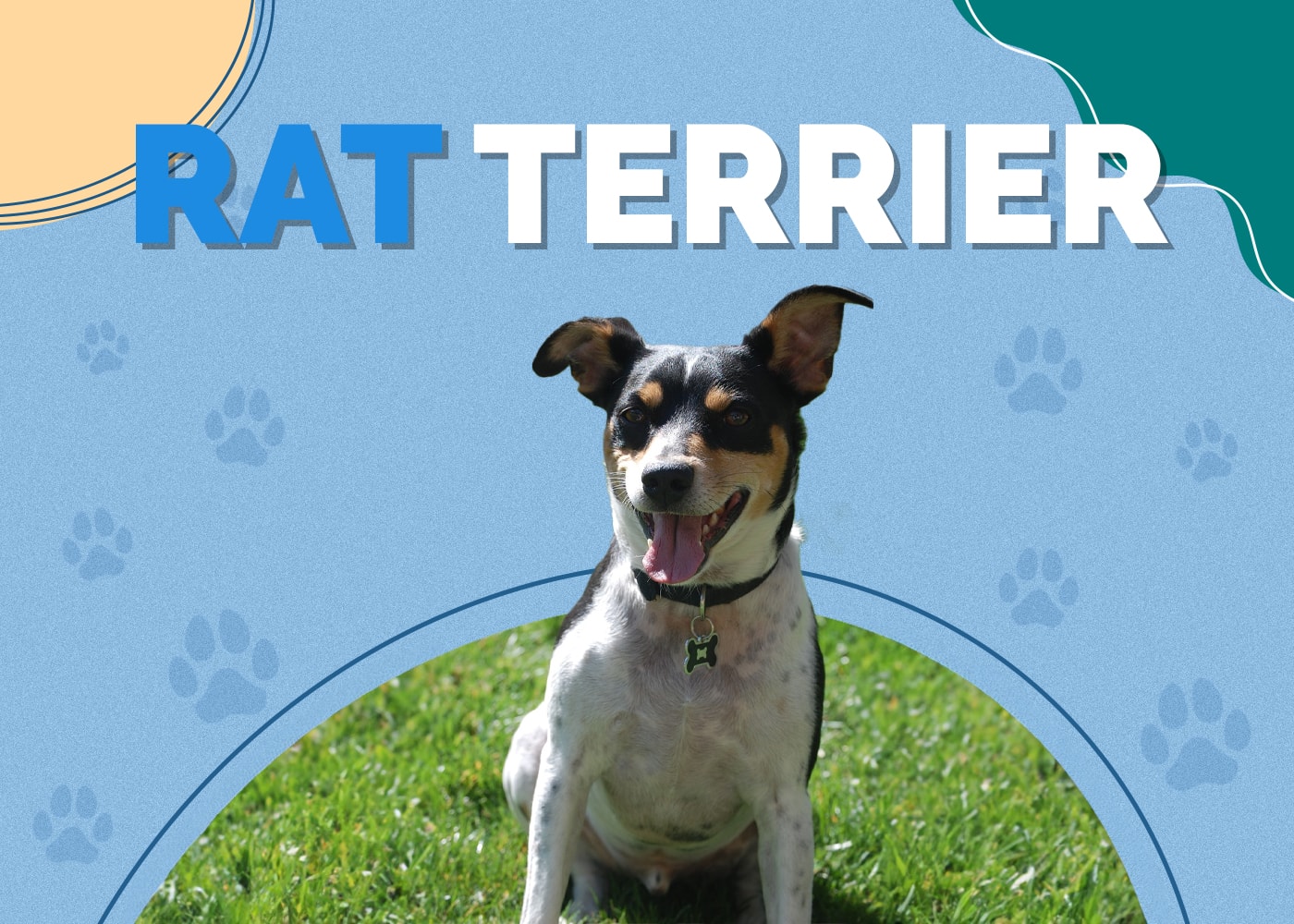 Rat Terrier Dog Breed: Info, Pictures, Care Guide & More