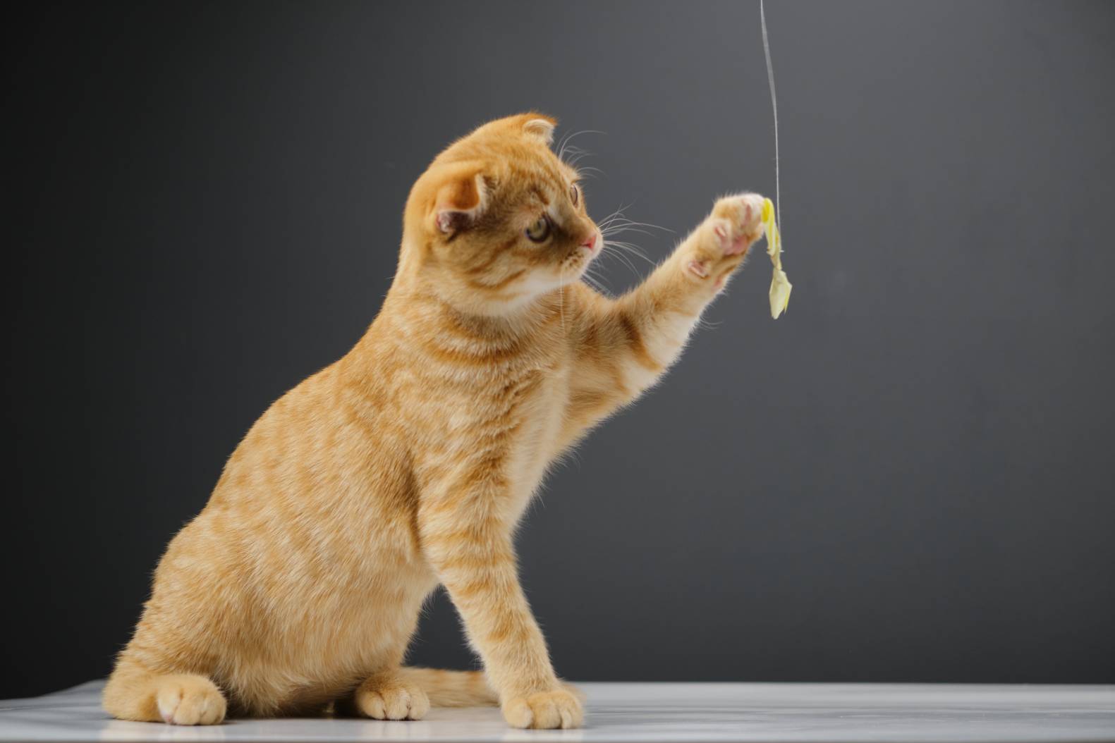 Top 9 Toys & Games Cats Love to Play With