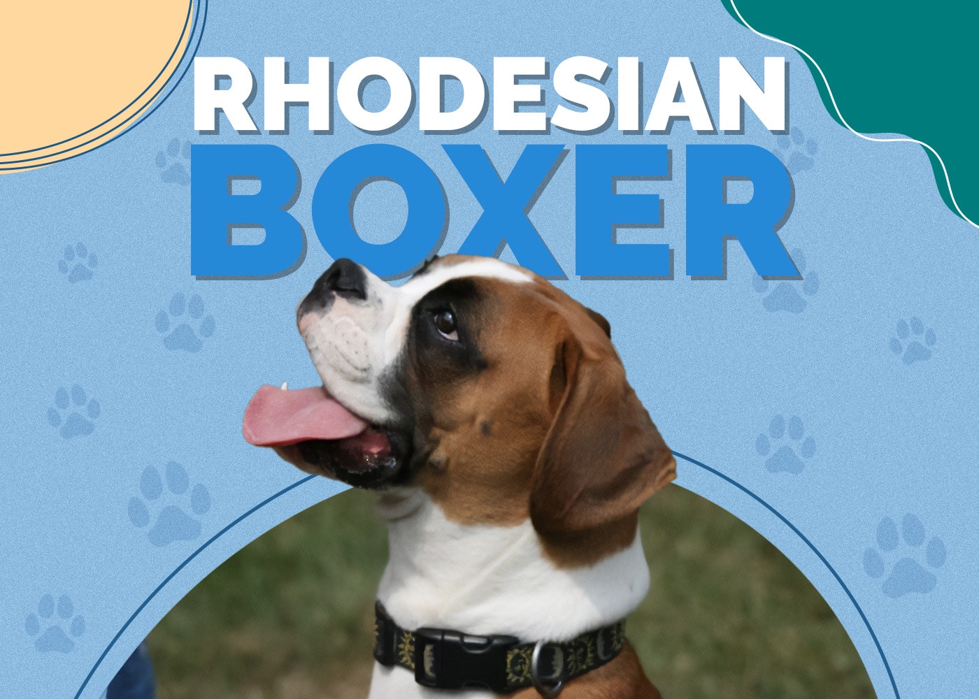 Rhodesian Boxer (Rhodesian Ridgeback & Boxer Mix) Info, Pictures, Facts