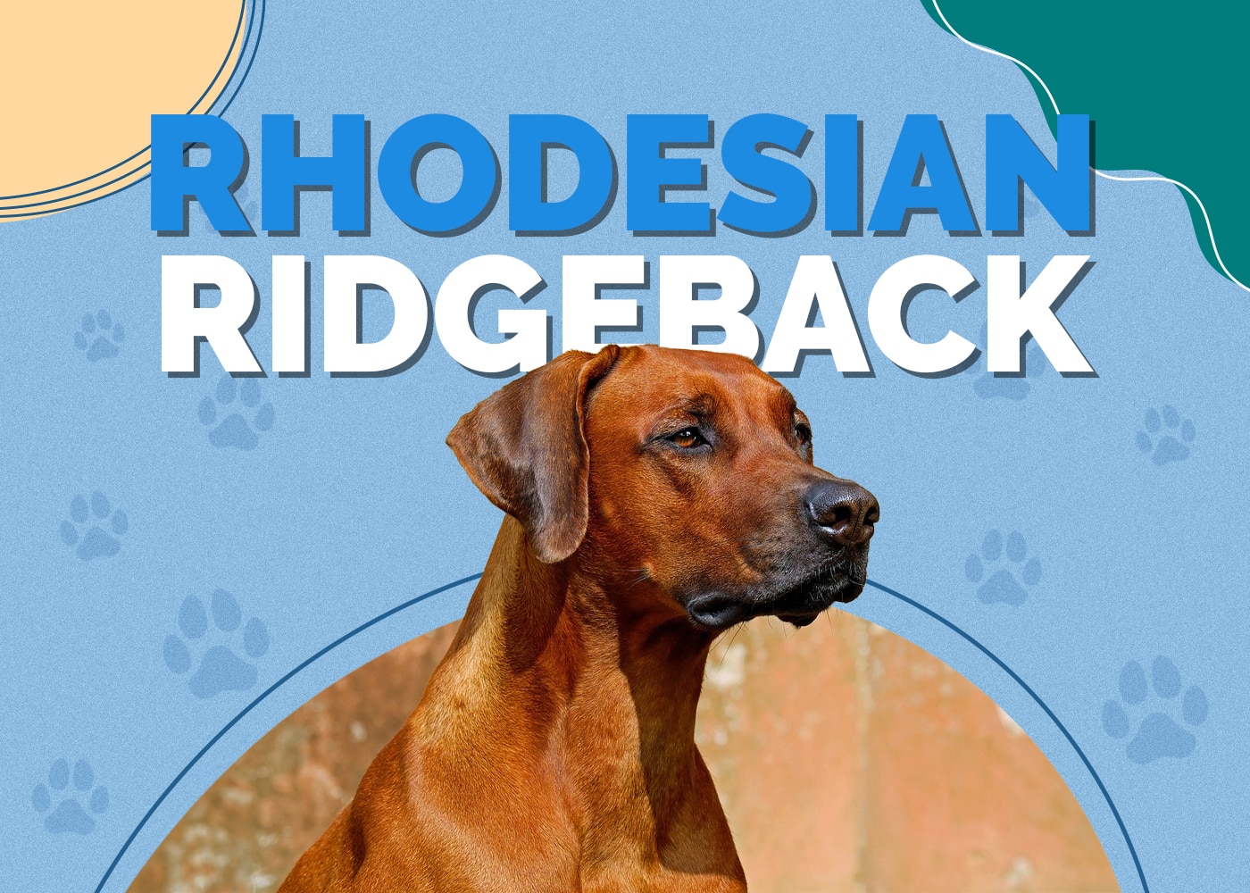 Rhodesian Ridgeback Dog Breed: Info, Pictures, Traits & More