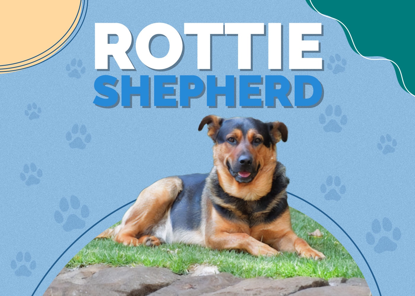 Rottie Shepherd (German Shepherd Rottweiler Mix): Info, Pictures & More