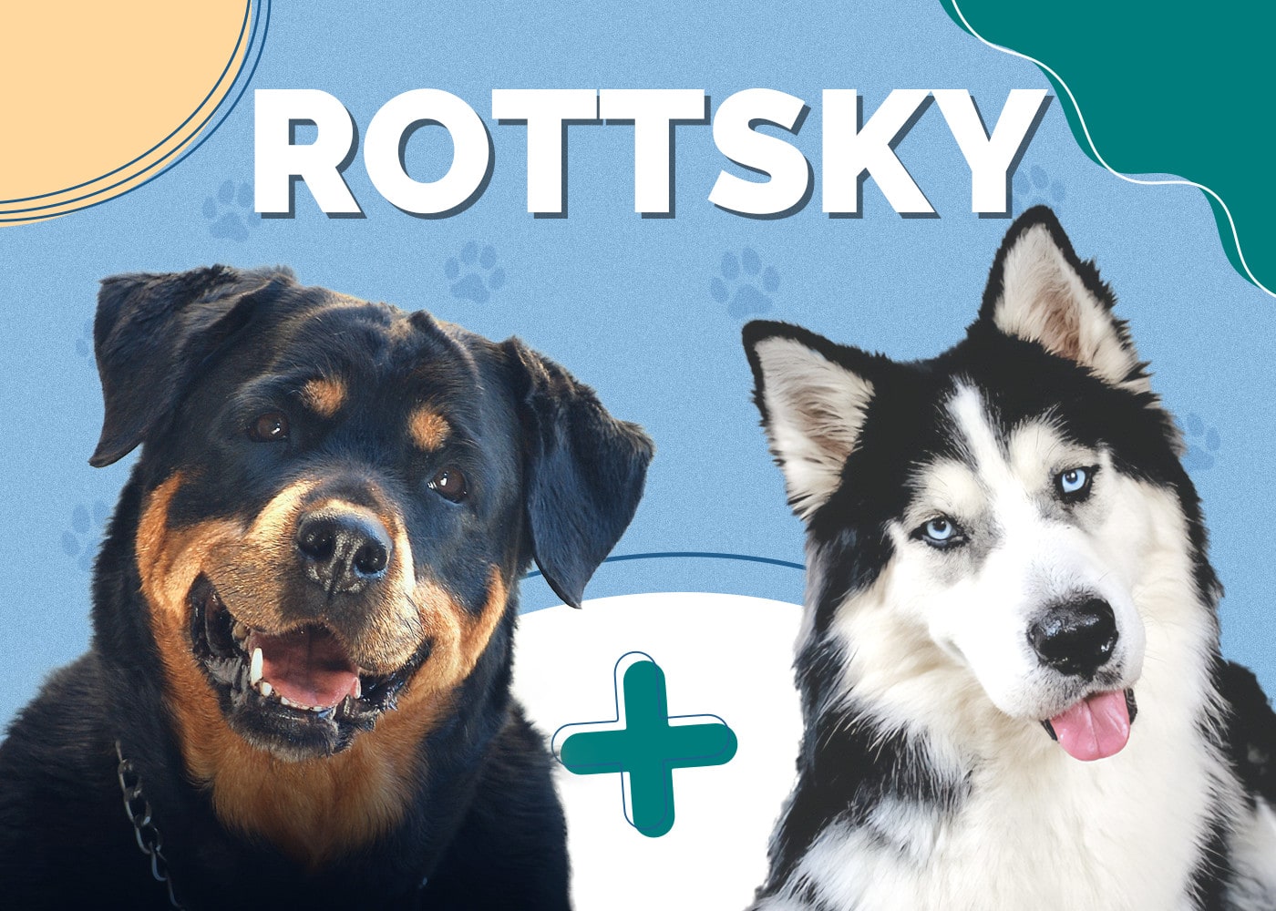 Rottsky (Rottweiler & Siberian Husky Mix): Info, Pictures, Traits
